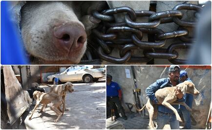 Rescatan a siete perros que sufrían maltrato en Guanajuato