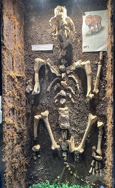 Fotografía de un ejemplar juvenil hembra de León Americano encontrado en Ferrocarril Hidalgo en la colonia Guadalupe Tepeyac. Museo del Mamut Tepeyo. Imagen: Sócrates Vera.