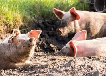 Productores de cerdo reciben 29 pesos por kilo y consumidor final paga hasta 125, señalan porcicultores