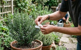 ¿Para qué sirve ponerle algodón al romero?; la clave de jardinería que pocos conocen