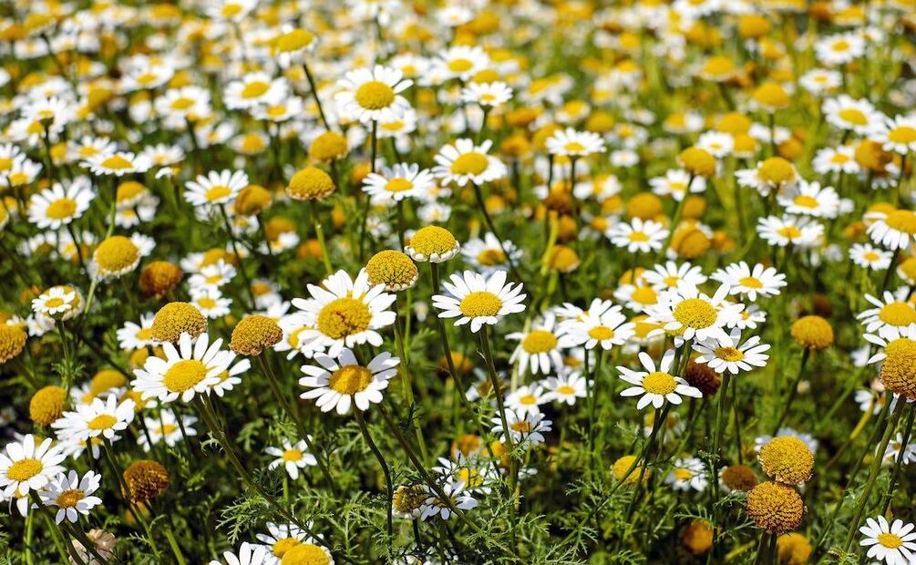 Foto: Pixabay / Pexels