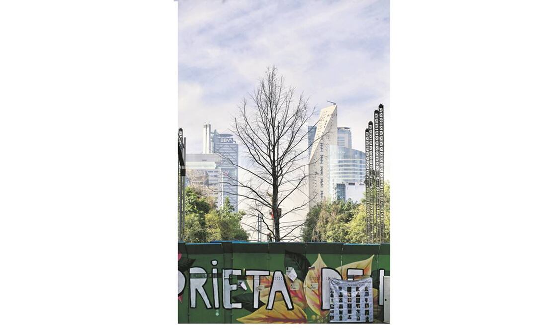 Actualmente, el ahuehuete se encuentra cercado por unas vallas metálicas para impedir el paso de la gente y que los tratamientos surtan efecto. Se espera que en la próxima primavera recupere su follaje. Foto: Germán Espinosa/ El Universal