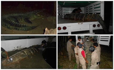 Capturan a cocodrilo en Chiapas; lo trasladan a zoo