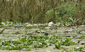 Conagua alista embarcación para retirar lirio en la presa Endhó, en Hidalgo; buscan frenar al mosquito Culex