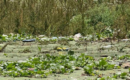 Conagua alista embarcación para retirar lirio en la presa Endhó, en Hidalgo; buscan frenar al mosquito Culex