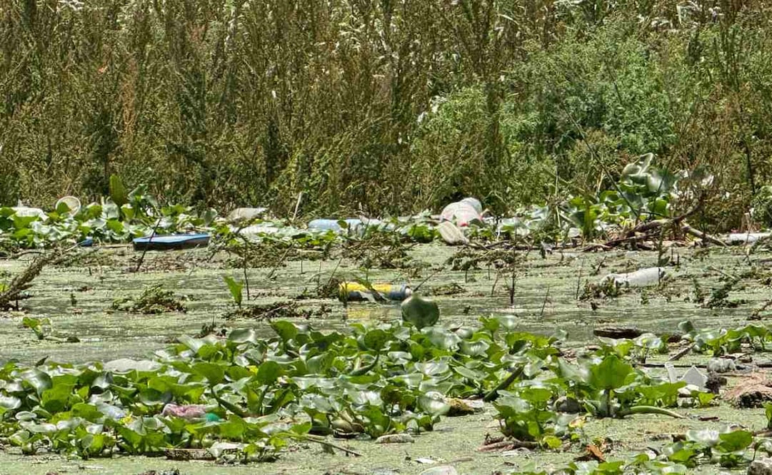 Conagua alista embarcación para retirar lirio en la presa Endhó en Hidalgo; buscan frenar al mosquito Culex.
Foto: Especial.