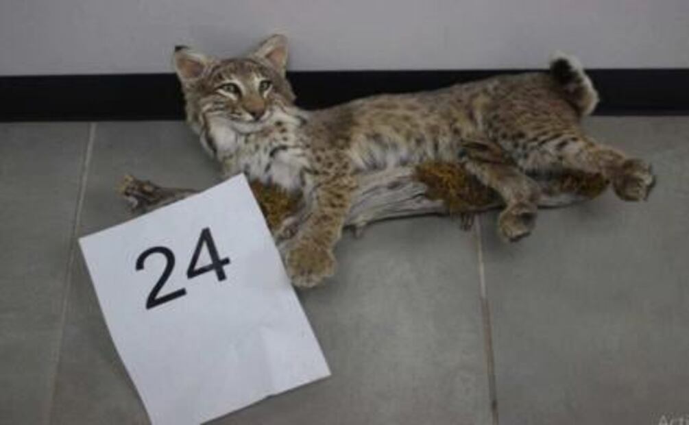 Pederasta se camufló en zona de menonitas de Chihuahua