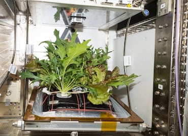 La ESA busca crear alimentos en el espacio para astronautas
