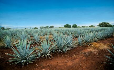Otra cara del agave