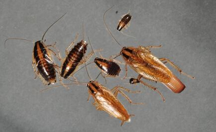 Editar genéticamente a las cucarachas, la opción para exterminarlas