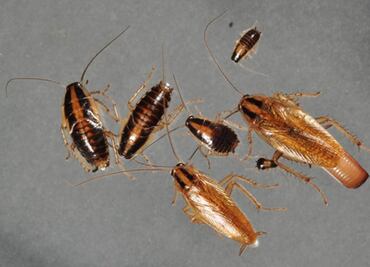 Editar genéticamente a las cucarachas, la opción para exterminarlas