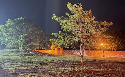 Acusan de ecocidio a alcaldesa de Umán, Yucatán; autorizó tala de árboles para un evento taurino