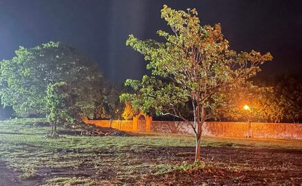 Acusan de ecocidio a alcaldesa de Umán, Yucatán; autorizó tala de árboles para un evento taurino