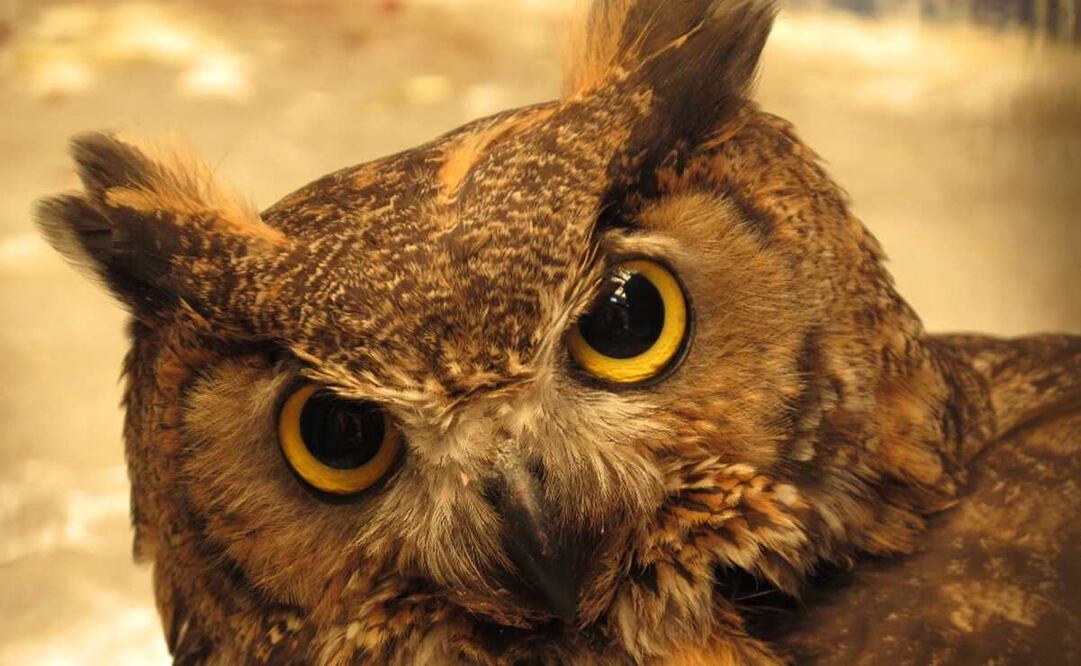 Imagen ilustrativa. Foto: Especial/ El Universal, archivo