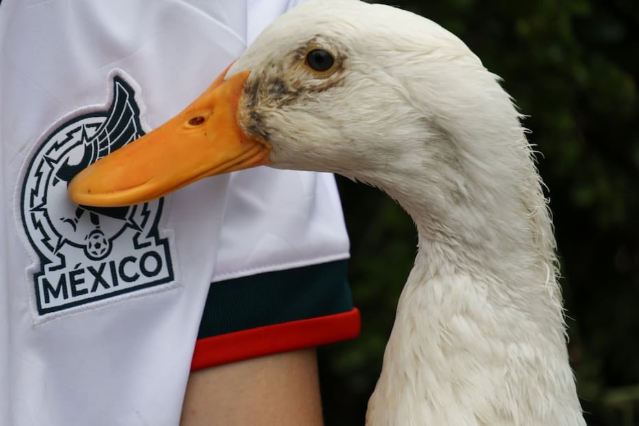 Merlín es un pato tranquilo, aunque en ocasiones puede protagonizar varias travesuras. Foto: Karla Guerrero EL UNIVERSAL