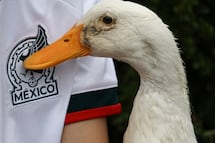 ¿Los patos son buenas mascotas?; la UNAM explica cuidados y medidas a considerar antes de adoptar