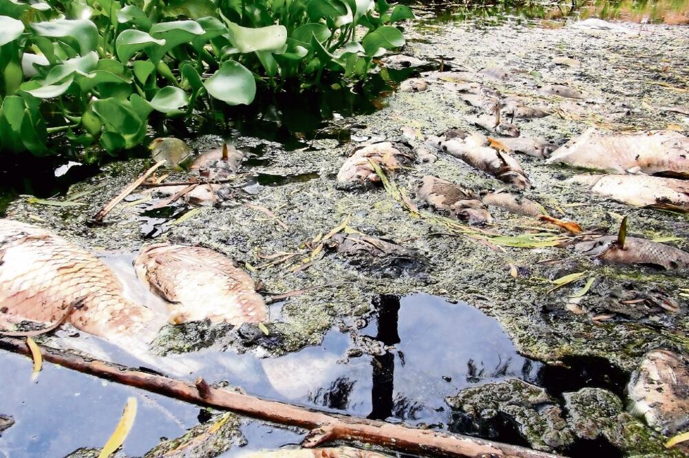 Las personas que viven en los alrededores del río Los Perros presenciaron la muerte de los peces, debido a la contaminación de las aguas (ALBERTO LÓPEZ. EL UNIVERSAL)