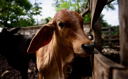 Implementan en Yucatán Plan Piloto Nacional en contra el gusano barrenador; buscan frenar su avance
