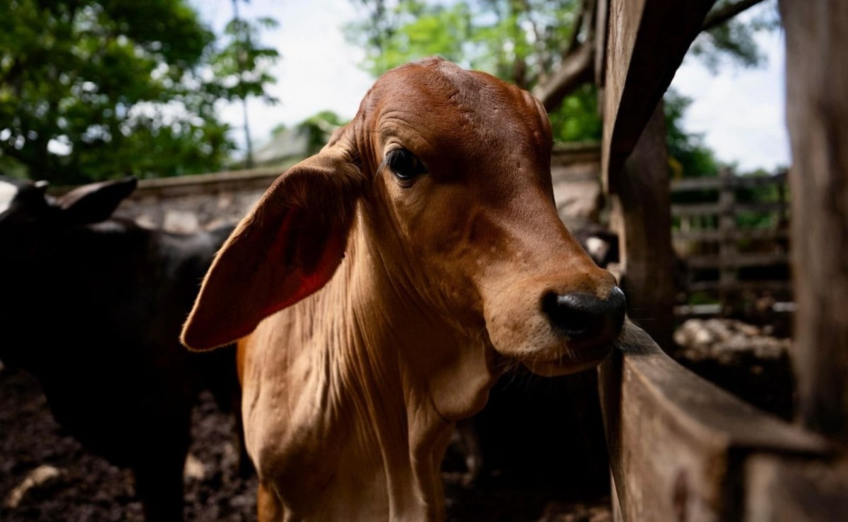 Implementan en Yucatán Plan Piloto Nacional en contra el gusano barrenador; buscan frenar su avance