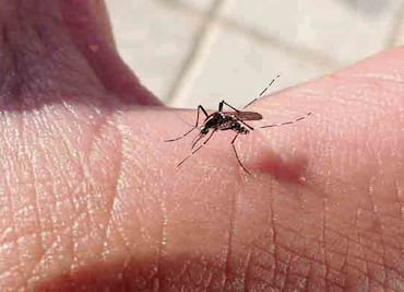 Chiapas refuerza combate al zika, dengue y chikungunya