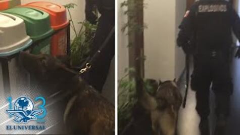 Policía Federal recorre con escuadrón canino instalaciones del Senado