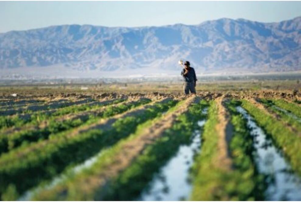 En 2016 el valor de las exportaciones agroalimentarias fue de 29 mil millones de dólares, de los que 80% —poco más de 23 mil millones de dólares— corresponden a los productos vendidos a EU (ARCHIVO. EL UNIVERSAL)