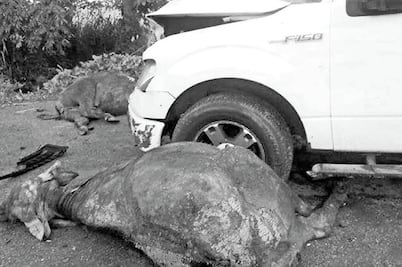 Hospitalizan a edil tras chocar con dos búfalos