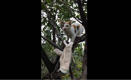 Rescata SSP local a gato de un árbol