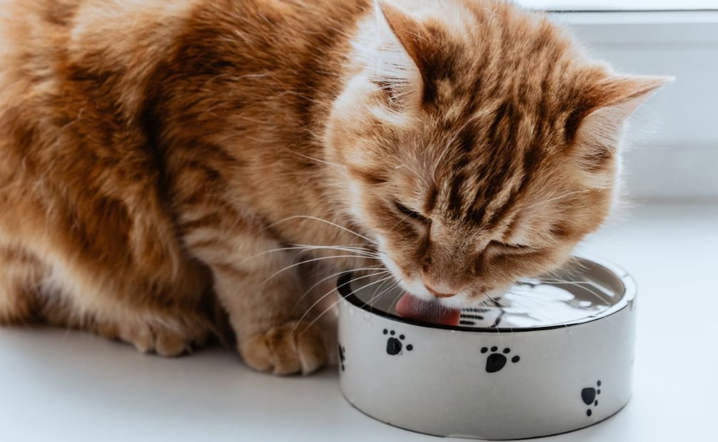 Un plato o bowl con apertura amplia les ayudará a no lastimar sus bigotes al momento de beber agua. Foto: Redes sociales