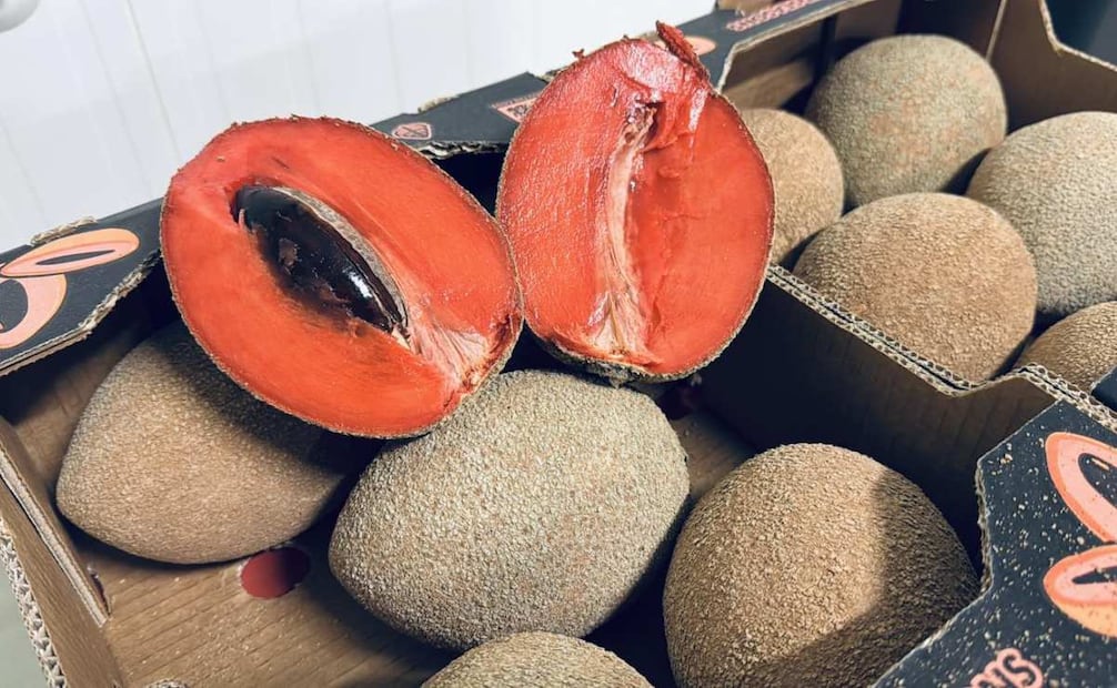 Exporta Yucatán mamey al Reino Unido por primera vez; productores abren mercado internacional.
Foto: Especial.