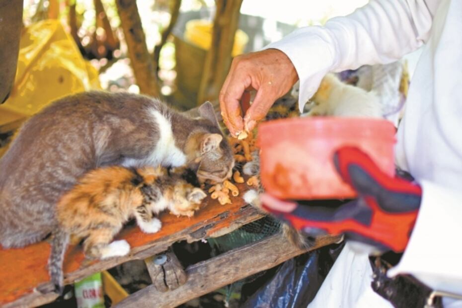 El ángel de Ocozocoautla que vela por las mascotas