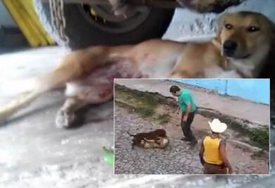 Detienen a responsables de agresión a perra callejera en Jalisco