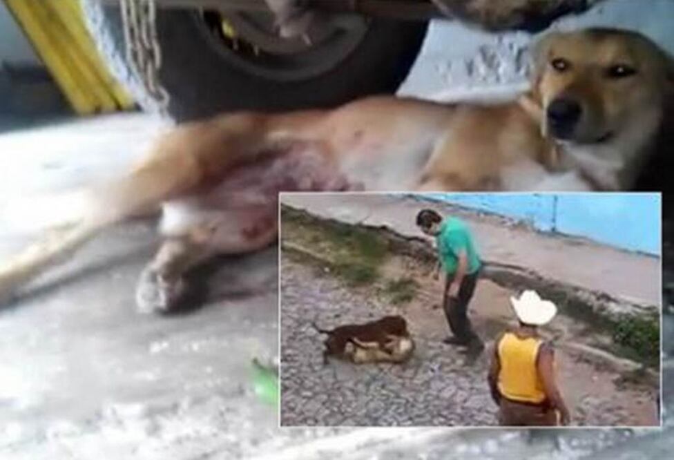 Detienen a responsables de agresión a perra callejera en Jalisco