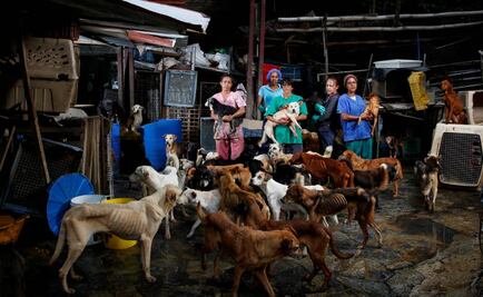 Agobiados por la crisis económica, venezolanos abandonan a sus mascotas