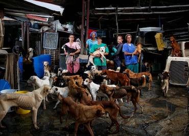 Agobiados por la crisis económica, venezolanos abandonan a sus mascotas