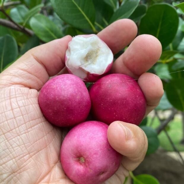 Icaco, un fruto poco conocido