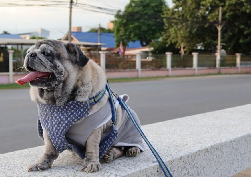 Cuando un perro está obsesionado con las piedras y las mastica o come, requiere de la máxima precaución por parte del tutor.
Foto: Producción El Universal
