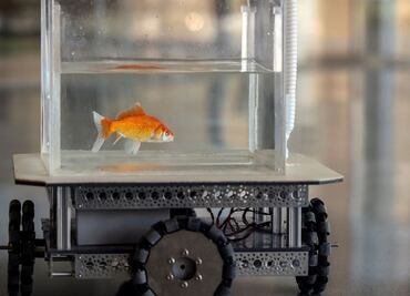 Científicos “enseñan a manejar” a peces dorados