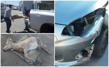 Profepa atiende atropellamiento de borrego cimarrón en BC