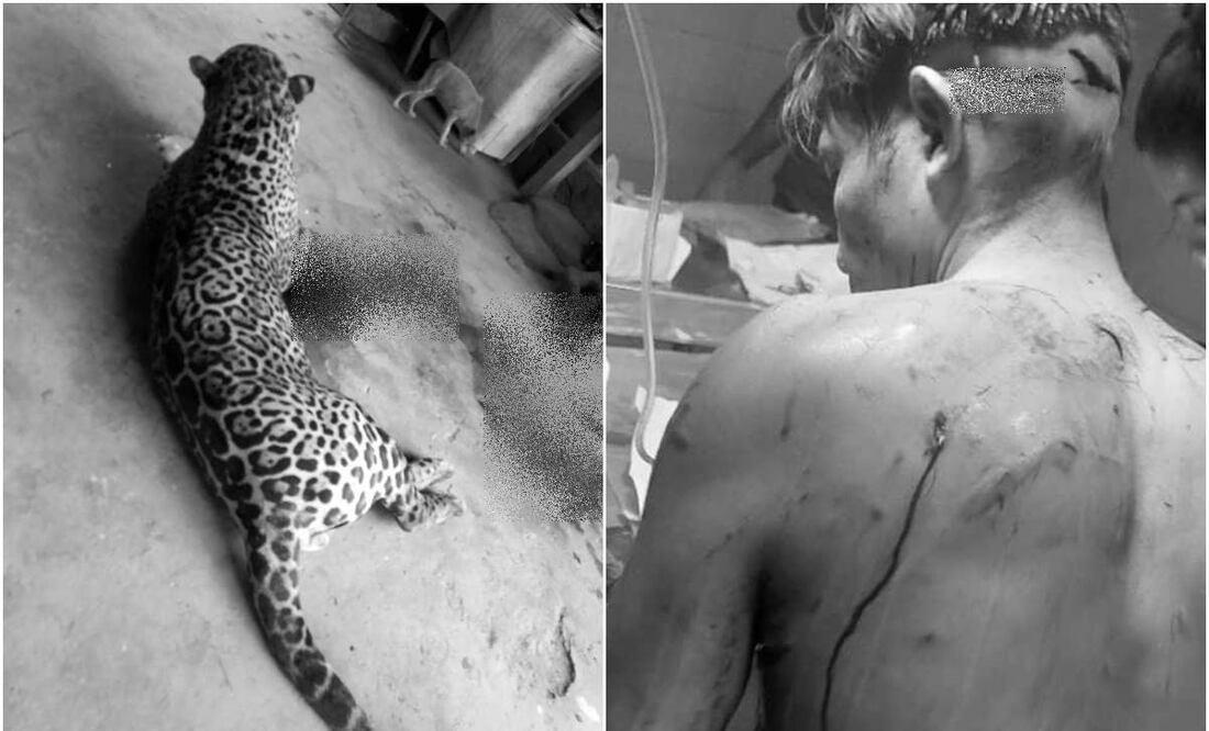 Jaguar ataca a trabajador, es una fake news. Foto: Especial