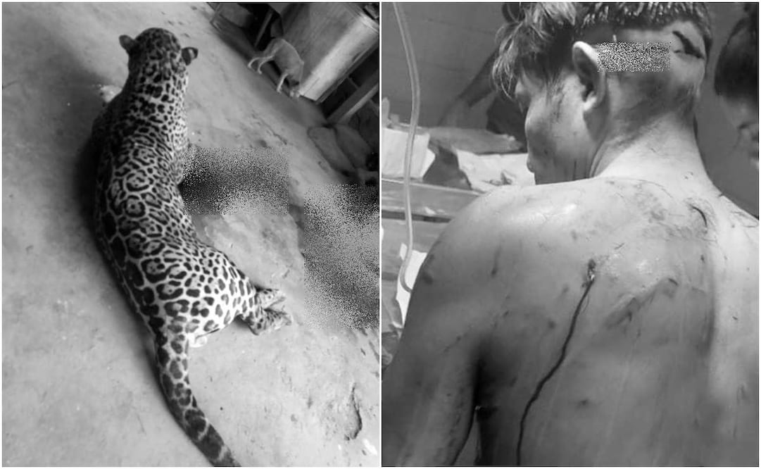 Jaguar ataca a trabajador, es una fake news. Foto: Especial