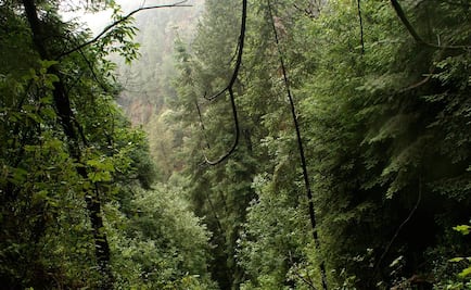 Refuerzan vigilancia en Parque Nacional Malinche