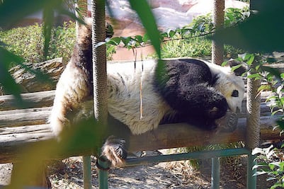 Festejan 31 años de panda Shuan Shuan