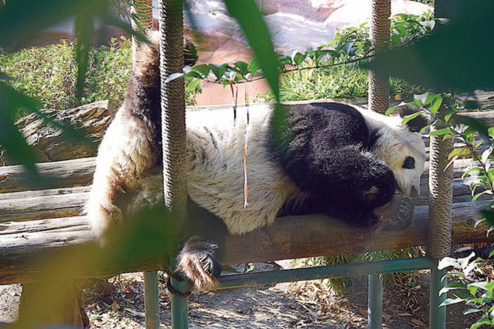 Shuan Shuan habita en el Zoológico de Chapultepec, de la Ciudad de México, y es la ejemplar más longeva fuera de la República Popular de China. (ESPECIAL)