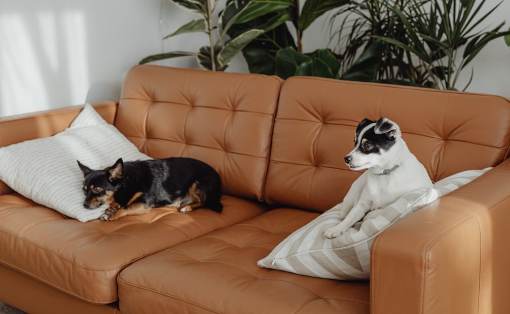 De preferencia, deja a tu perro descansar en interiores, donde haya circulación del aire, ventiladores o aire acondicionado, y sombra. Foto: Canva