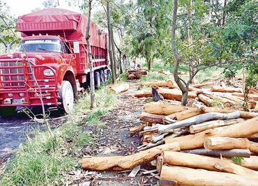 Busca COP13 poner alto a la pérdida de biodiversidad