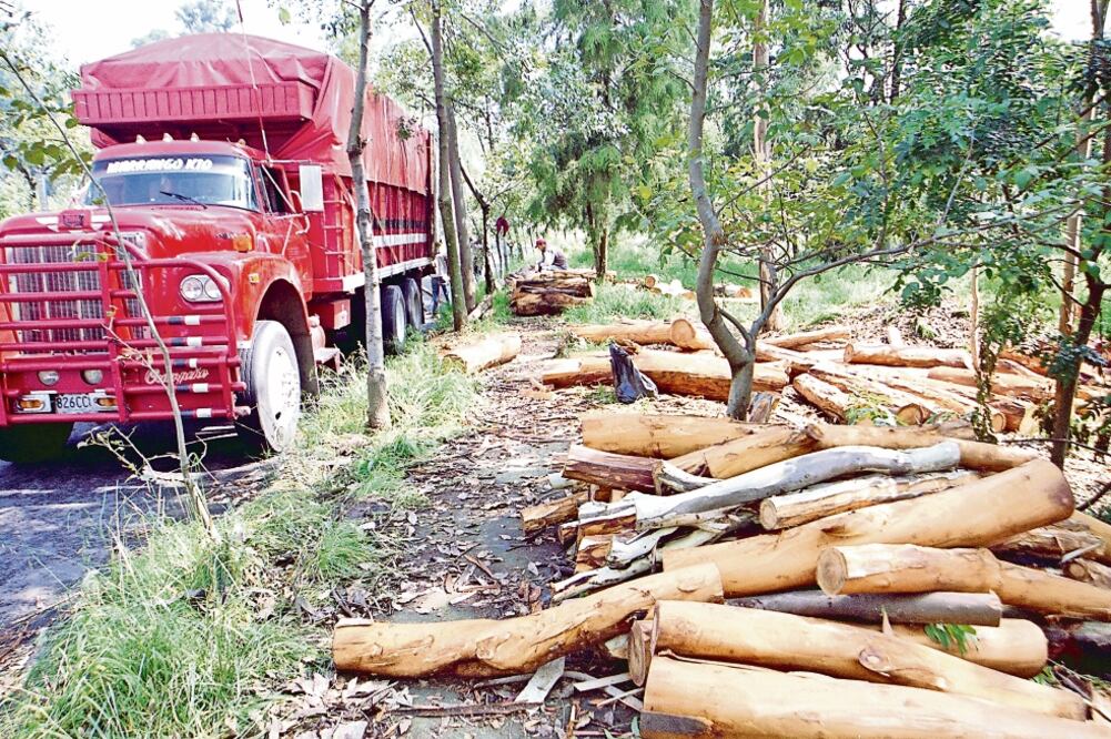 Especialistas que participarán en la COP13 en Cancún proponen vincular con las acciones de protección ambiental a todos los sectores relacionados con el desarrollo humano (FOTO: ARCHIVO. EL UNIVERSAL)