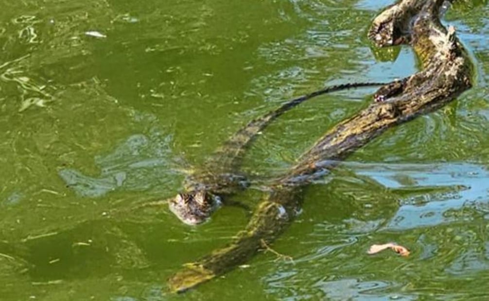 Rescatan a un cocodrilo hallado en Tezozómoc (08/02/2026). Foto: Especial