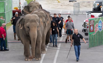 Los elefantes del circo Ringling, por última vez en NY