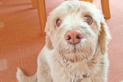 Piden hasta 10 años de cárcel por robo o secuestro de mascotas en CDMX 